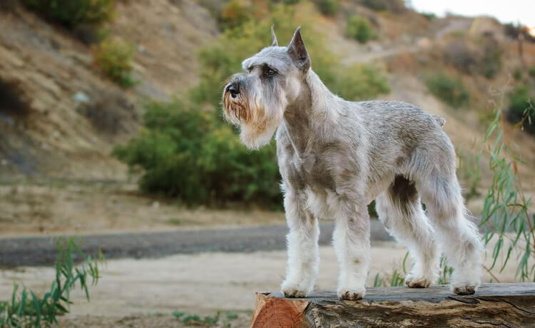 Standard Schnauzer